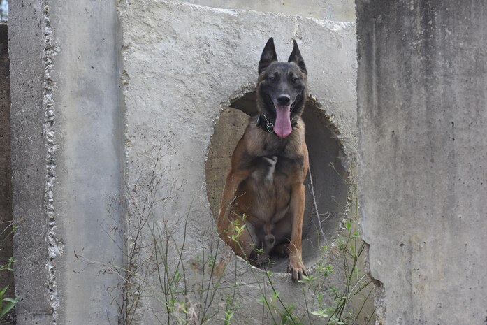 Ari, 628th Security Forces Squadron (SFS) K-9, poses before a training session on Joint Base Charleston Feb. 27, 2017. K-9 Veterans Day recognizes the service of working dogs in the military, police and other defense and law enforcement agencies such as the Department of Homeland Security and the FBI. Joint Base Charleston 628th SFS has nine K-9s; all are either German shepherds or Belgian Malinois.