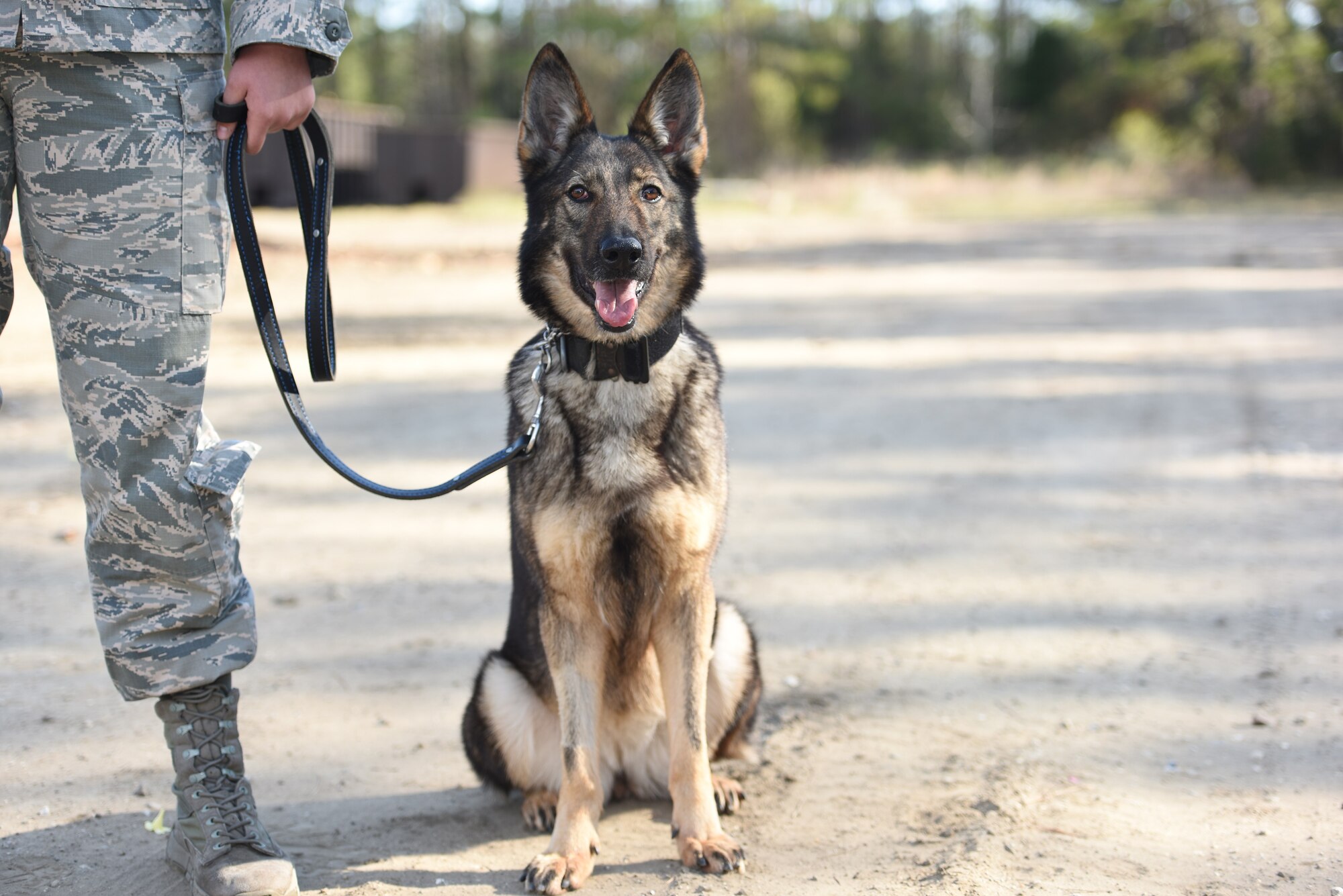 Senior Airman Carly Dykeman, 628th Security Forces Squadron dog handler, stands with her K-9, Jaga, before a training session on Joint Base Charleston Feb 27, 2017. K-9 Veterans Day is celebrated annually on March 13, the official birthday of the U.S. Army K-9 Corps, which began in 1942. Dogs have been used for patrol, sentry duty, bomb detection, drug detection, search and rescue missions and as therapy animals. Joint Base Charleston 628th SFS has nine K-9s; all are either German shepherds or Belgian Malinois. Congress passed “Robby’s Law” in 2000 which allowed these dogs to be adopted by their handlers’ or qualified applicants. 