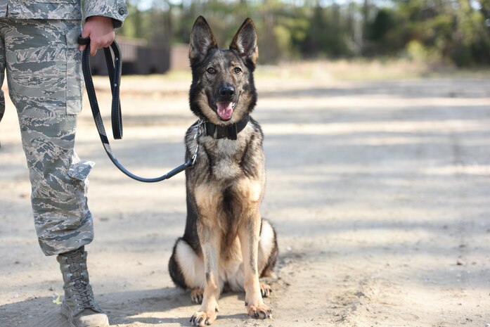 Senior Airman Carly Dykeman, 628th Security Forces Squadron dog handler, stands with her K-9, Jaga, before a training session on Joint Base Charleston Feb 27, 2017. K-9 Veterans Day is celebrated annually on March 13, the official birthday of the U.S. Army K-9 Corps, which began in 1942. Dogs have been used for patrol, sentry duty, bomb detection, drug detection, search and rescue missions and as therapy animals. Joint Base Charleston 628th SFS has nine K-9s; all are either German shepherds or Belgian Malinois. Congress passed “Robby’s Law” in 2000 which allowed these dogs to be adopted by their handlers’ or qualified applicants. 