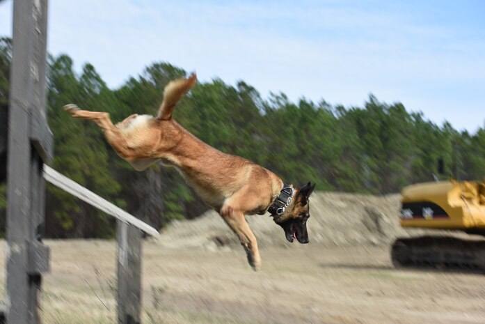 Ari, 628th Security Forces Squadron (SFS) K-9, poses before a training session on Joint Base Charleston Feb. 27, 2017. K-9 Veterans Day recognizes the service of working dogs in the military, police and other defense and law enforcement agencies such as the Department of Homeland Security and the FBI. Joint Base Charleston 628th SFS has nine K-9s; all are either German shepherds or Belgian Malinois.