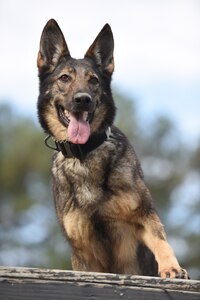 Jaga, 628th Security Forces Squadron (SFS) K-9, poses before a training session on Joint Base Charleston Feb 27, 2017. K-9 Veterans Day is celebrated annually on March 13, the official birthday of the U.S. Army K-9 Corps, which began in 1942. Dogs have been used for patrol, sentry duty, bomb detection, drug detection, search and rescue missions and as therapy animals. Congress passed “Robby’s Law” in 2000 which allowed these dogs to be adopted by their handlers’ or qualified applicants. Joint Base Charleston 628th SFS has nine K-9s; all are either German shepherds or Belgian Malinois.