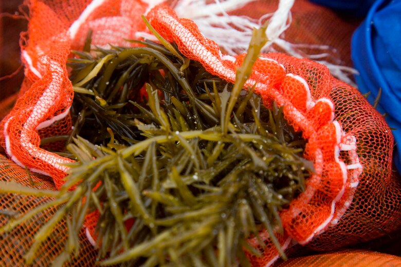A sack of Hijiki lays in the back of a truck during a Hijiki Harvesting Festival March 11 aboard Camp Courtney, Okinawa, Japan. Hijiki is edible seaweed that has been a part of Japanese cuisine for centuries. It is rich in minerals and dietary fiber, and according to local folklore, it improves health and beauty. Hijiki festival allows Okinawa residents the chance to come to the beach of Camp Courtney to collect hijiki once per year. (U.S. Marine Corps photo by Sgt. Douglas D. Simons) 