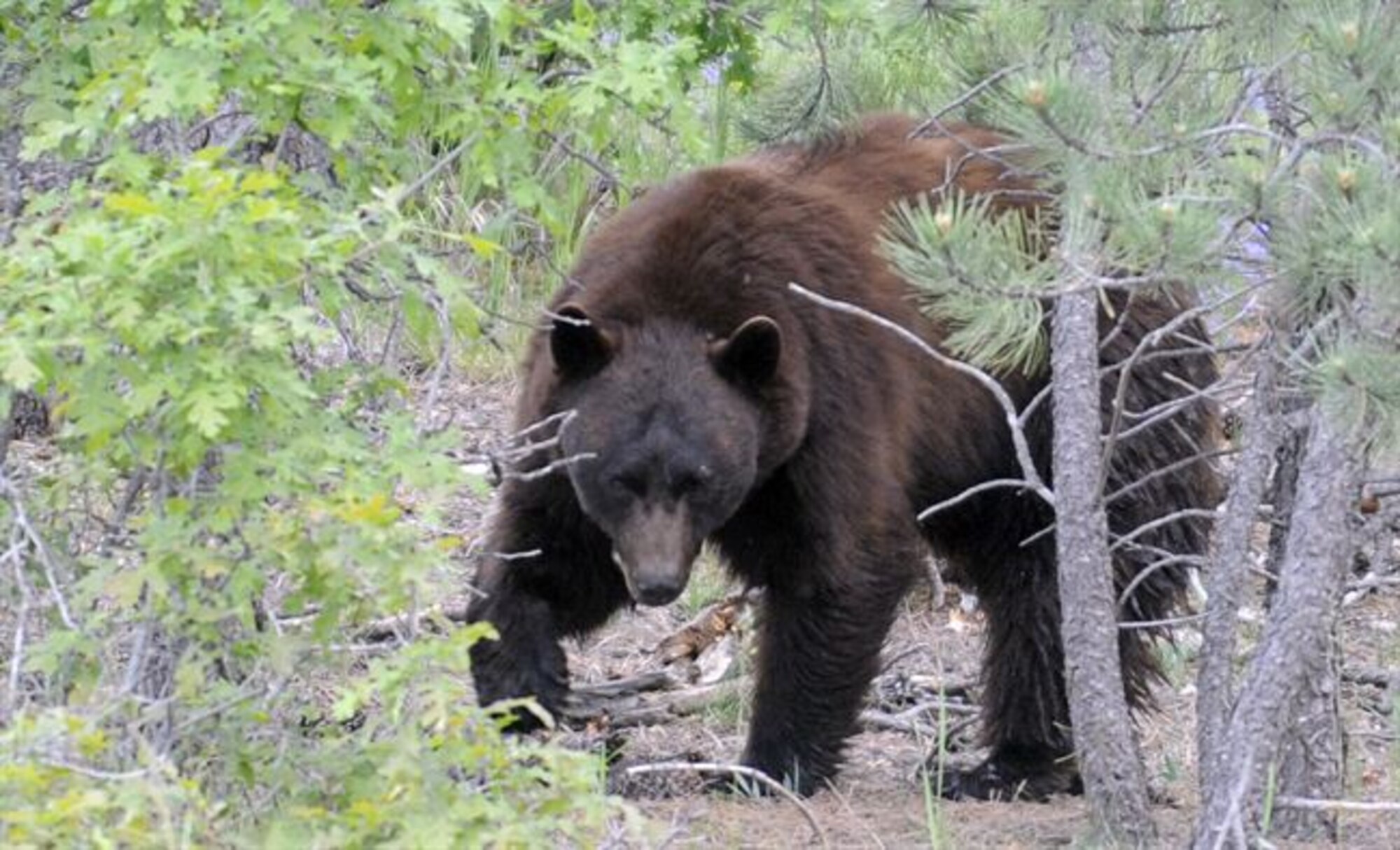 A Black bear walks through the forest on U.S. Air Force Academy property in 2009. (U.S. Air Force photo/Mike Kaplan)