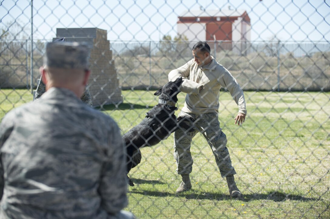 Staff Sgt. Erick Hernandez, 412th Security Forces Squadron, is apprehended by Rolf, a military working dog, during a demonstration for congressional staffers at the 412th SFS Working Dog Section March 13. (U.S. Air Force photo by Kyle Larson) 

