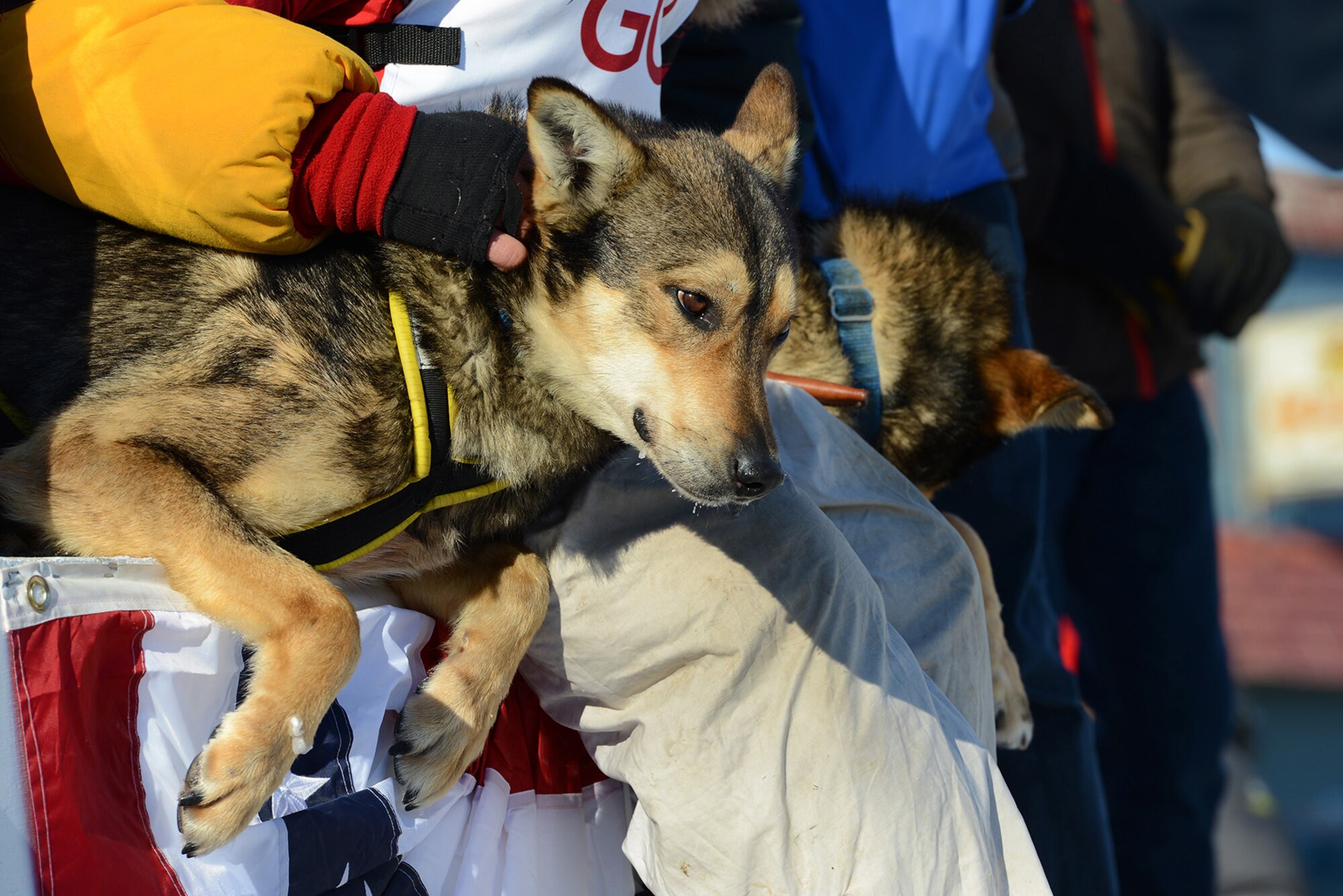 Mitch Seavey, first-place winner of the 45th Iditarod Trail Sled Dog Race, pets one of his lead dogs in Nome, Alaska, March 14, 2017.  The Iditarod is an annual 1,000-mile race challenging mushers and dog teams alike under cold weather conditions and long distance travel to the finish line in Nome. 
