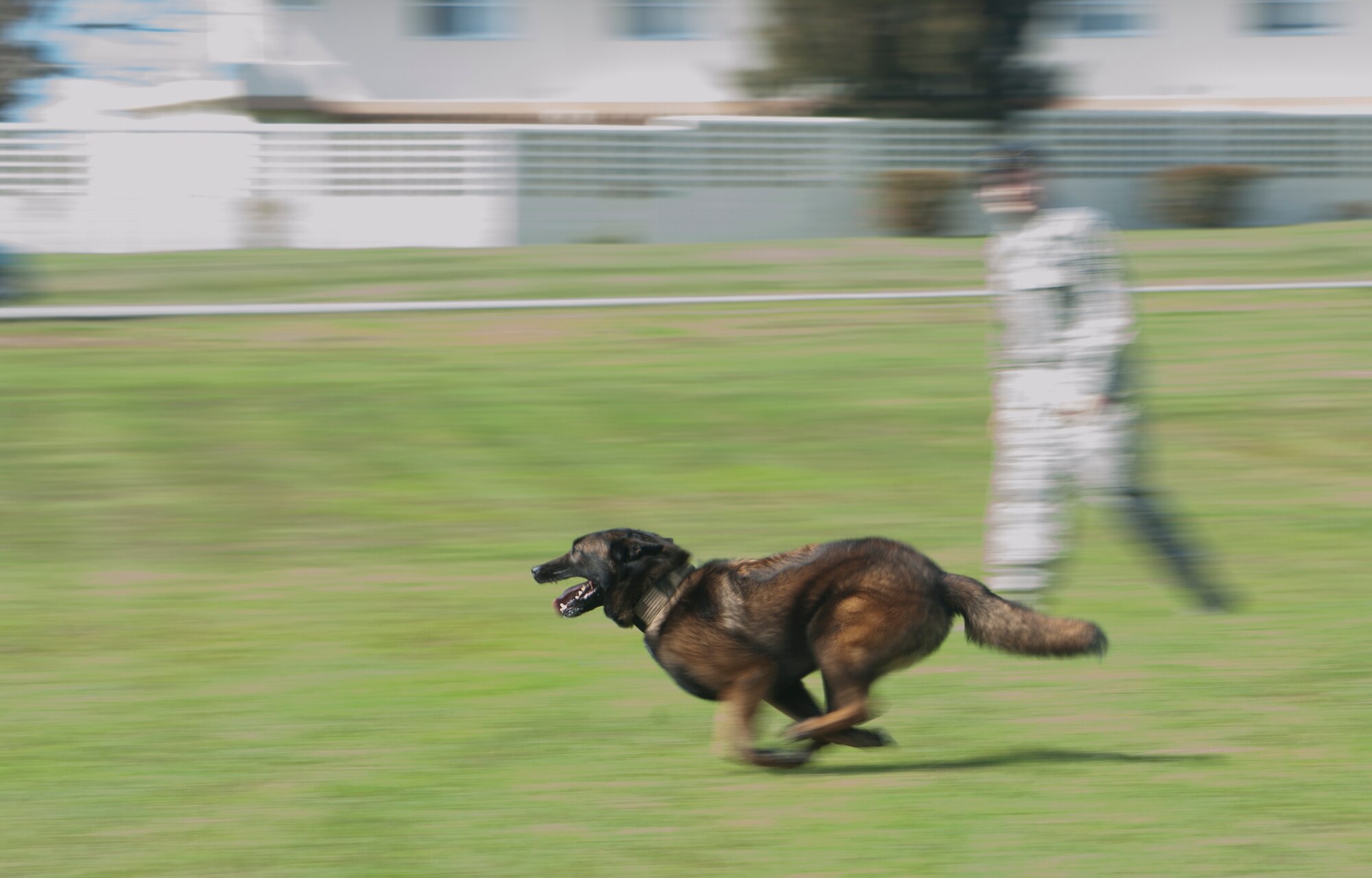 A U.S. Air Force military working dog, 18th Security Forces Squadron, chases a suspect during a demonstration of the six phases of aggression on Mar. 16, 2017, at Marek Park on Kadena Air Base, Japan. Any time a MWD handler gets assigned a new canine, they get a few weeks to build rapport with them. Going on walks, playing fetch, and playing with the dogs helps build a strong relationship between the two. (U.S. Air Force Photo by Senior Airman Nick Emerick) 
