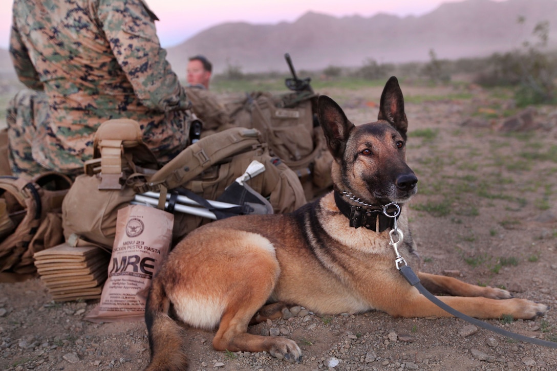 Marine military working dog, Linda, rests after a long day patrolling to detect explosives during urban training at Marine Air-Ground Task Force Training Center, Twentynine Palms, Calif., March 12, 2017. Linda is assigned to the 15th Marine Expeditionary Unit. The training provides an opportunity to integrate unique skills and develop the unit's collective proficiency in challenging and unfamiliar environments. Marine Corps photo by Cpl. Hannah Perkins