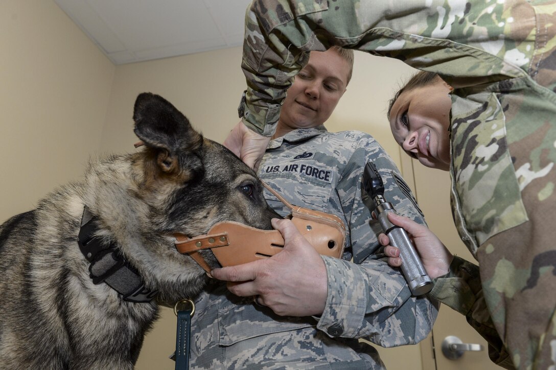 Army Capt. (Dr.) Cassandra Kerwin checks the visual acuity of Morgan, a military working dog, while her handler, Air Force Staff Sgt. Heather Albright, assists at the veterinary facility at Wright-Patterson Air Force Base, Ohio, March 16, 2017. Kerwin is officer in charge of the base's facility and Albright is a patrolman assigned to the 88th Security Forces Squadron. Air Force photo by Michelle Gigante