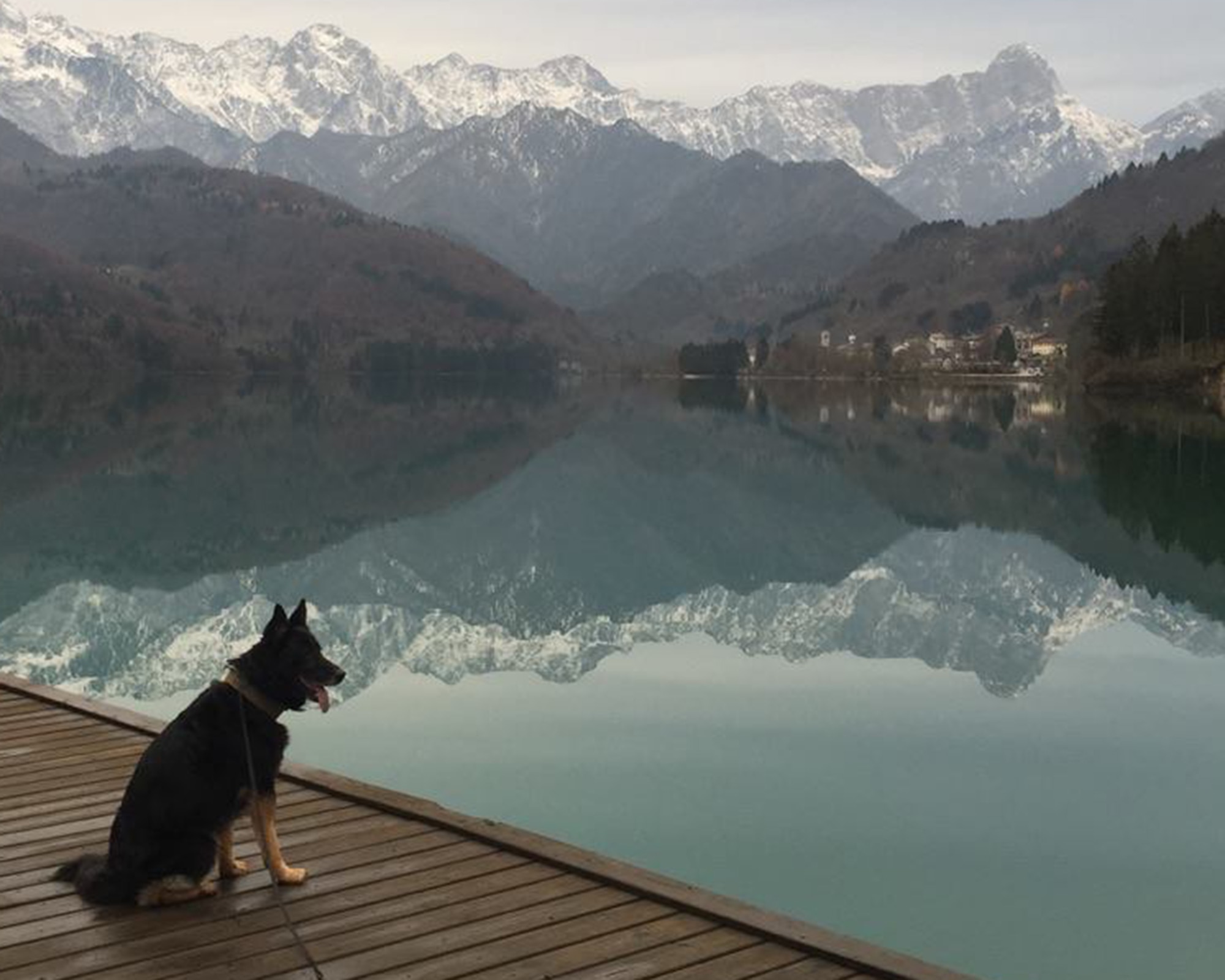 Military Working Dog Luc, 100th Security Forces Squadron, takes time out after working a mission in Croatia to enjoy the view of mountains near Aviano Air Base, Italy, in November 2015. His then-handler, Tech. Sgt. Roy Carter, 100th SFS MWD kennelmaster, explained that since the team drove to Aviano from Croatia, he wanted to let Luc have time to enjoy just being a dog for the day, and they spent time walking around the mountains, just being free and having no commands for the short time they were there. (Courtesy photo by Tech. Sgt. Roy Carter)
