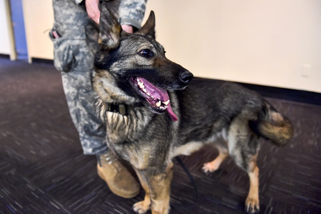 Darla, a military working dog, waits from a command from her handler, Army Pfc. Brad Bourne, while searching a building during explosives and illicit drugs detection training at Joint Base Elmendorf-Richardson, Alaska, March 21, 2017. Bourne and Darla are assigned to the 549th Military Working Dog Detachment. Air Force photo by Justin Connaher