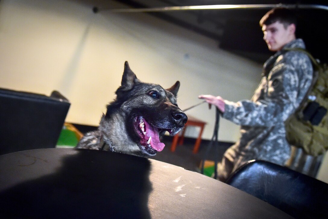Army Pfc. Brad Bourne commands Darla, a military working dog, to search around a table during explosives and illicit drugs detection training at Joint Base Elmendorf-Richardson, Alaska, March 21, 2017. Bourne and Darla are assigned to the 549th Military Working Dog Detachment. Air Force photo by Justin Connaher