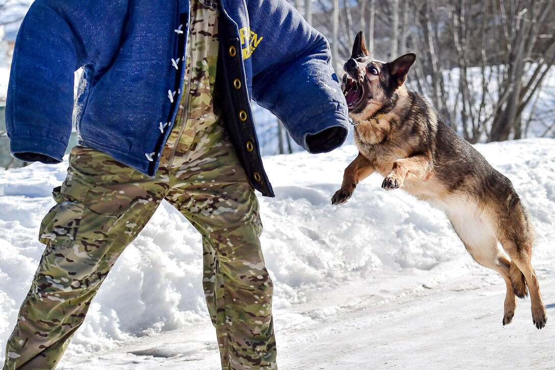 Darla, a military working dog, performs a bite attack on a simulated aggressor during explosives and illicit drugs detection training at Joint Base Elmendorf-Richardson, Alaska, March 21, 2017. Darla is a German shepherd assigned to the 549th Military Working Dog Detachment. Air Force photo by Justin Connaher