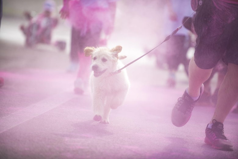 A dog runs through pink powder during the 11th Annual Breast Cancer Awareness Walk at Aviano Air Base, Italy, March 18, 2017. More than 500 participants helped raise over $12,000 for the Centro di Riferimento Oncologico, a local oncology referral center, and The Rose, a non-profit mobile mammography bus that offers exams and treatments to underprivileged women in the Houston area.  (U.S. Air Force photo by Senior Airman Cory W. Bush)