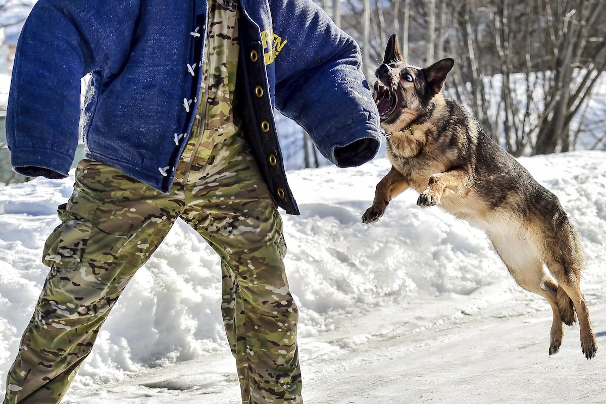 A German shepherd lunges toward an arm during training in the snow.