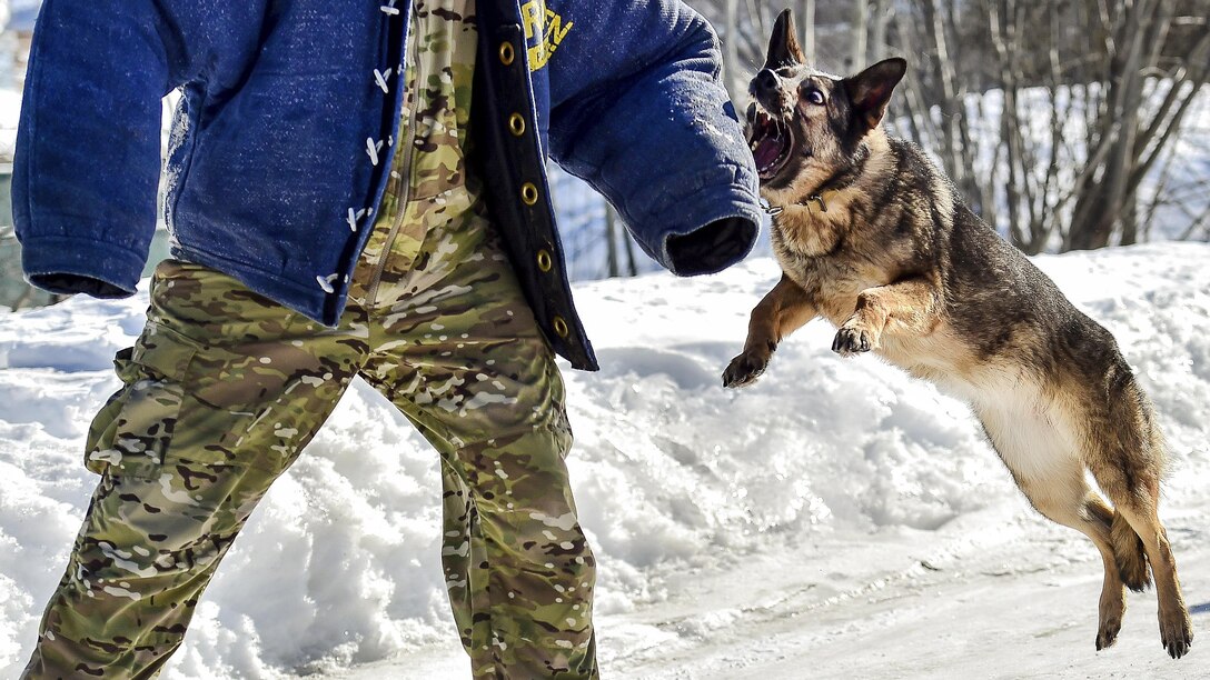 Darla, a German shepherd assigned to the Army's 549th Military Working Dog Detachment, conducts aggression training at Joint Base Elmendorf-Richardson, Alaska, March 21, 2017. Air Force photo by Justin Connaher