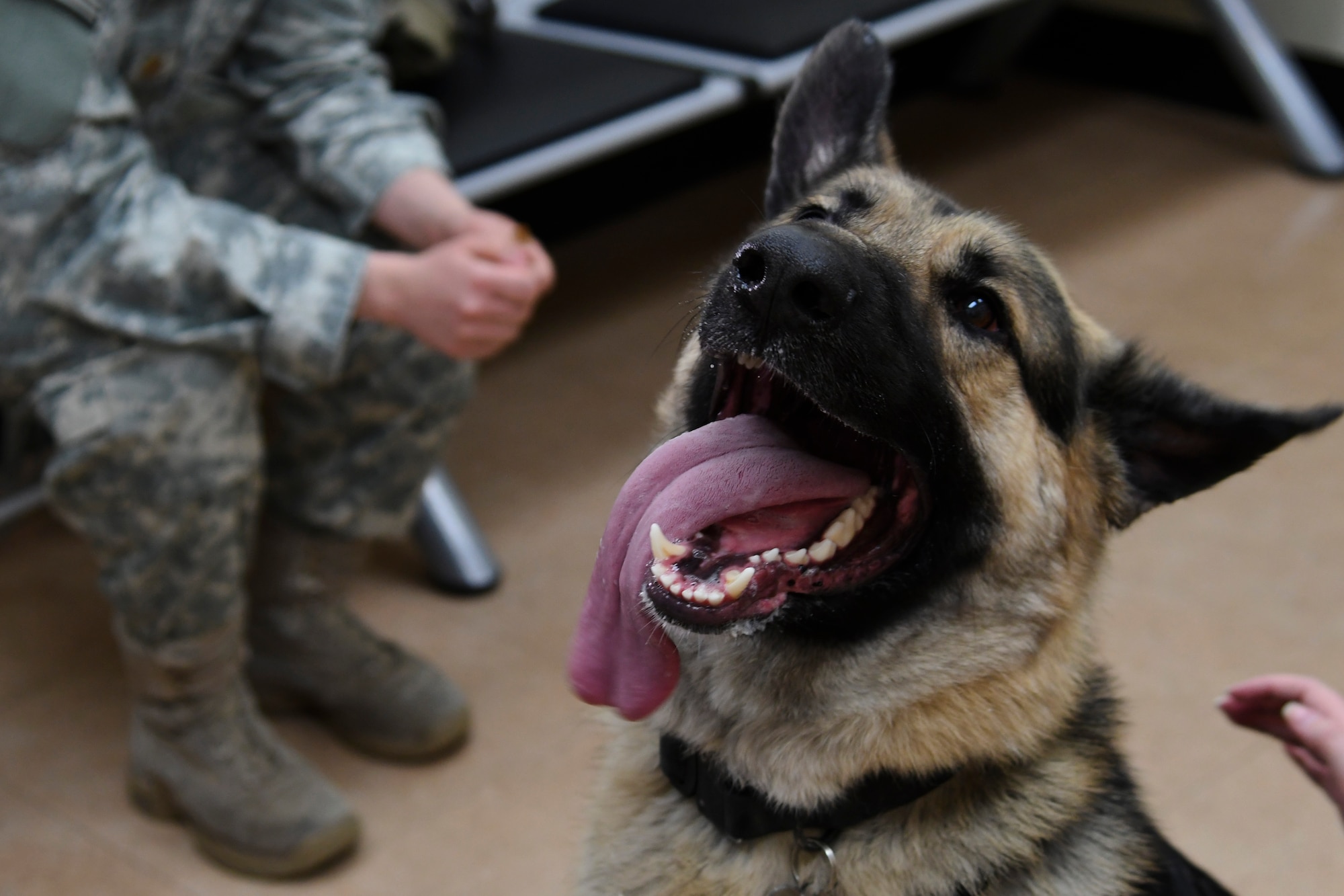 photo of a military working dog