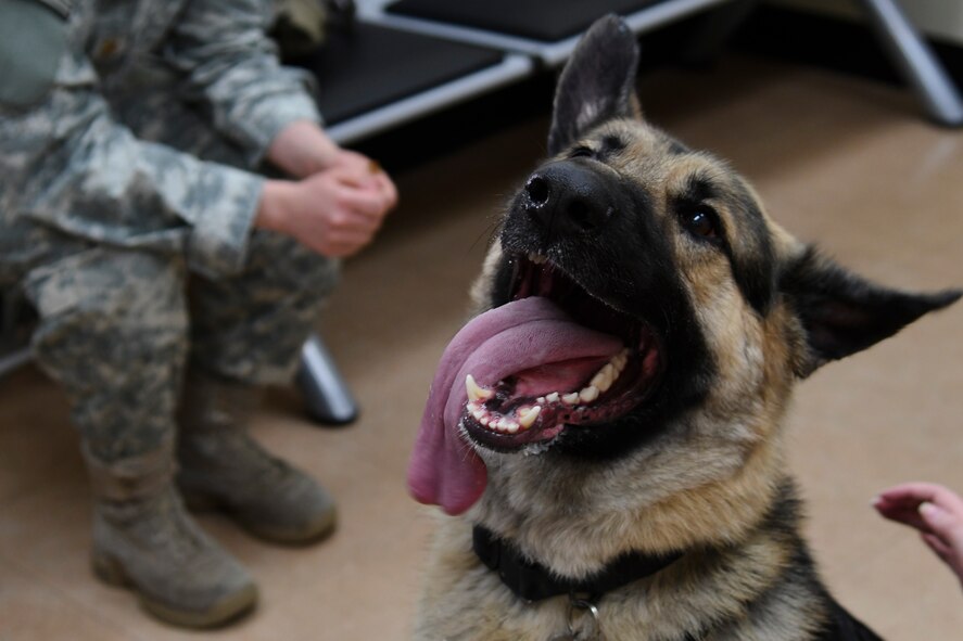 Drako waits to be given a treat after getting his ears cleaned at the Osan Air Base Veterinary Clinic, March 22, 2017. The veterinary clinic treats family pets and also takes care of military working dogs in order to keep them healthy and mission ready. (U.S. Air Force photo by Airman 1st Class Gwendalyn Smith)