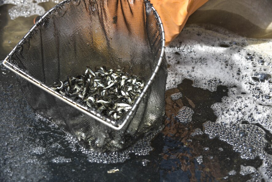 Baby salmon were placed into the buckets of young children and released into the river in Oirase Salmon Park during the 20th Annual Baby Salmon Release at Oirase Town, Japan, March 18, 2017. The release is a local tradition in Oirase Town to assist these fish in carrying out their life cycle, and the custom is shared with the base each year strengthening the community’s friendship. (U.S. Air Force photo by Staff Sgt. Melanie Hutto)