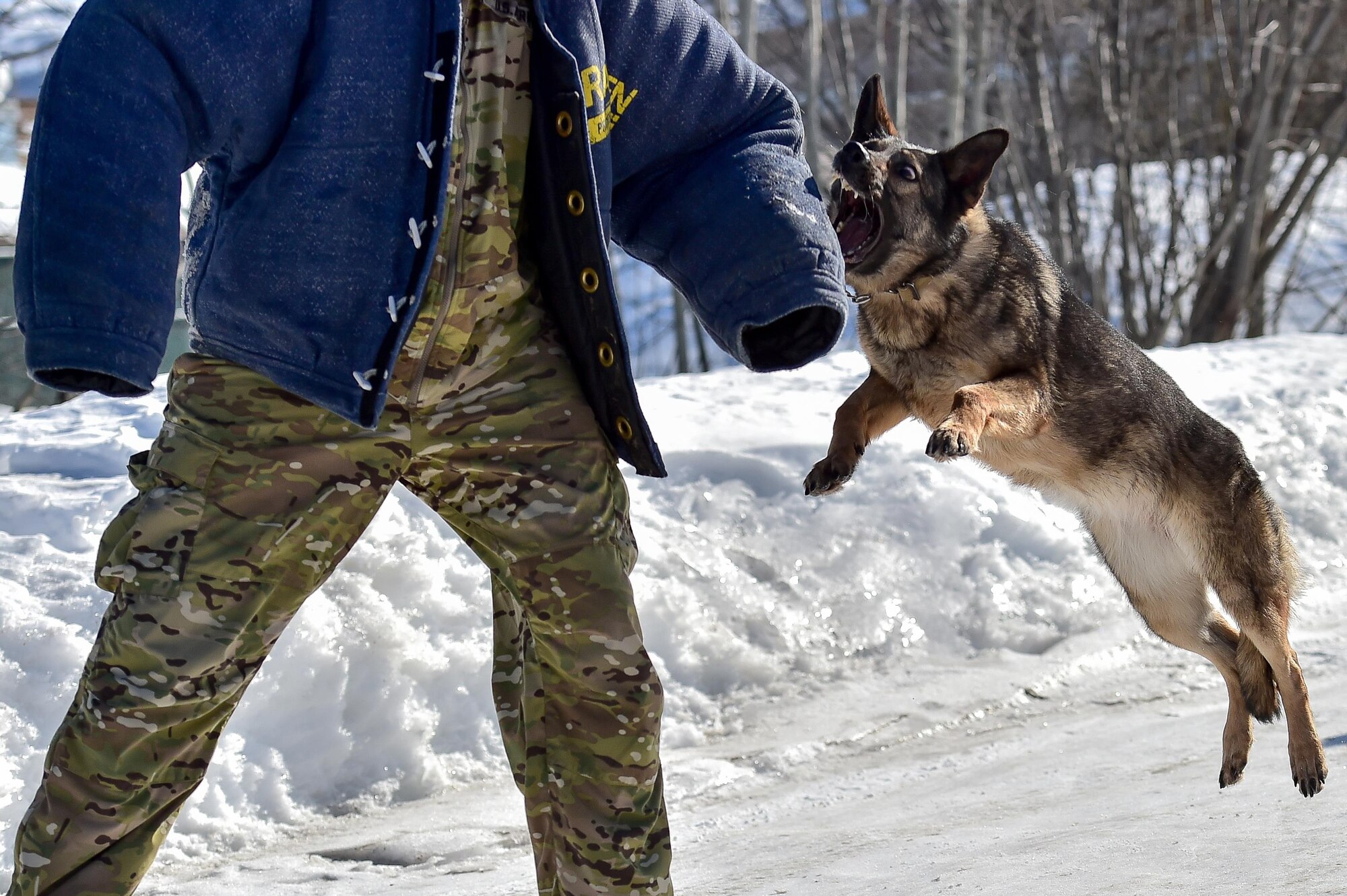 Darla, a German shepherd, assigned to the 549th Military Working Dog Detachment , U.S. Army Alaska, performs aggression training on Joint Base Elmendorf-Richardson, Alaska, after explosives and illicit drugs detection training, March 21, 2017.  Soldier/dog teams were evaluated on search techniques, and effective detection in practical scenarios as well as aggression training.