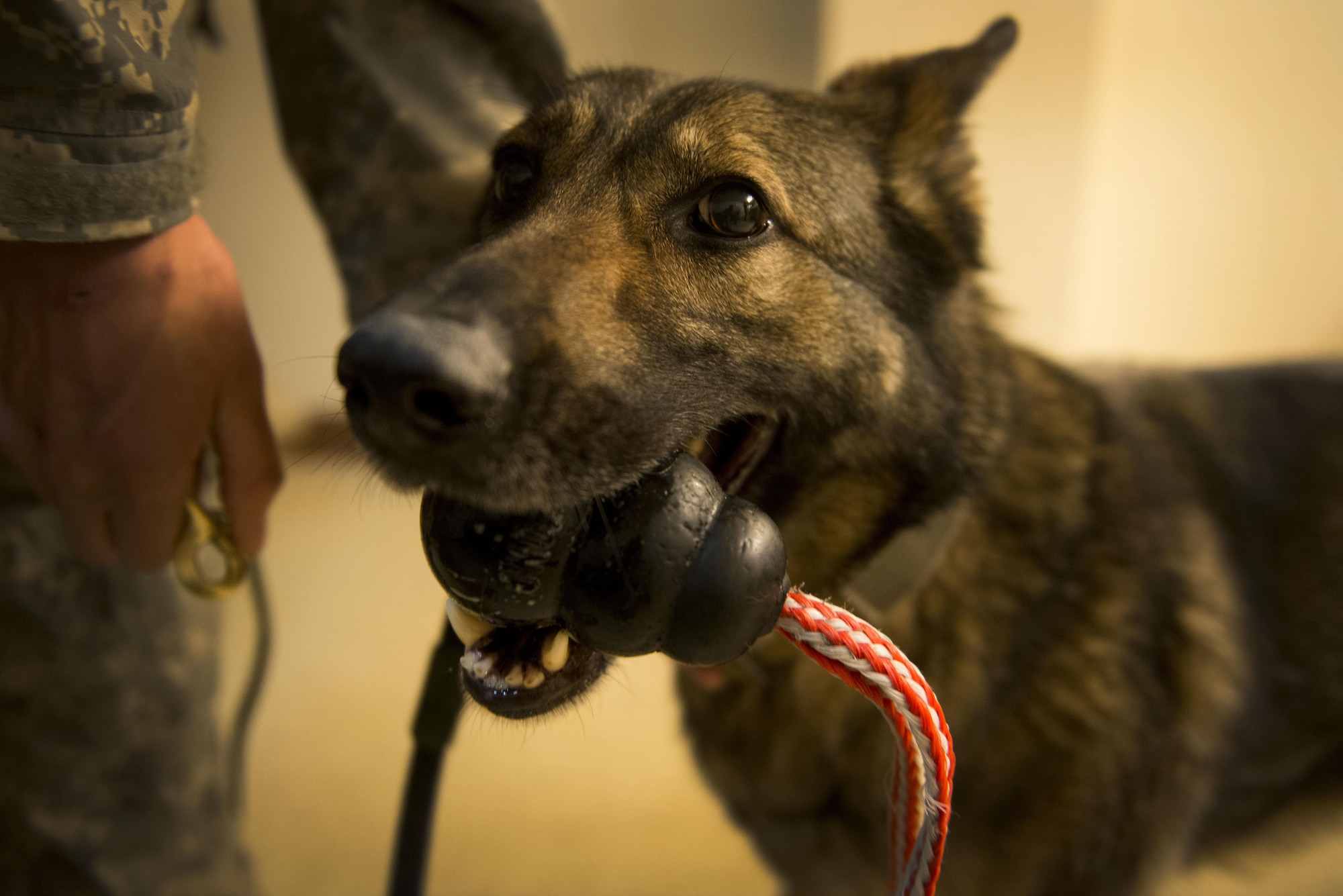 Darla, a German shepherd, assigned to the 549th Military Working Dog Detachment, U.S. Army Alaska, waits from a command from her handler Army Pfc. Brad Bourne, a native of Southington, Ohio, while searching a building on Joint Base Elmendorf-Richardson, Alaska, during explosives and illicit drugs detection training, March 21, 2017.  Soldier/dog teams were evaluated on search techniques, and effective detection in practical scenarios.