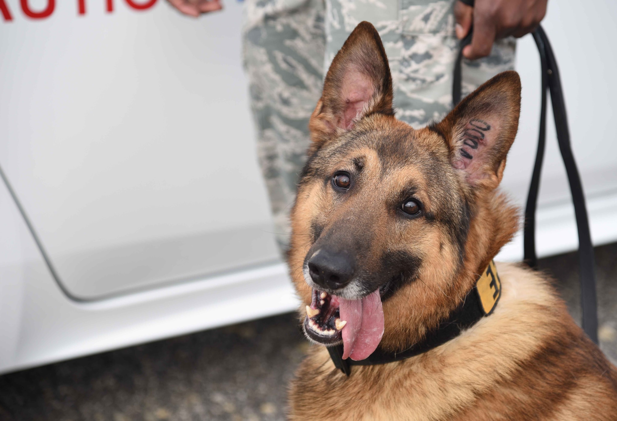 Iras, a 22nd Security Forces Squadron military working dog, waits to begin a training session March 23, 2017, at McConnell Air Force Base, Kan. The MWD handlers work with the dogs regularly to ensure they are ready to respond to real-world operations. (U.S. Air Force photo/Airman 1st Class Erin McClellan)