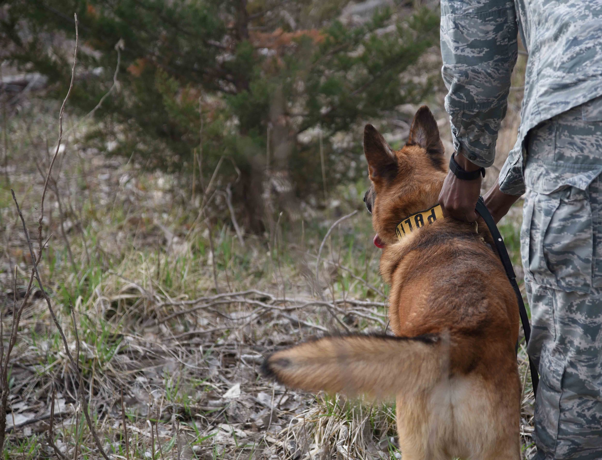 Senior Airman Brandon Proctor, 22nd Security Forces Squadron military working dog handler, prepares to release his MWD, Iras, during scout training March 23, 2017, at McConnell Air Force Base, Kan. Finding suspects in wooded areas is something the dogs practice regularly. (U.S. Air Force photo/Airman 1st Class Erin McClellan)