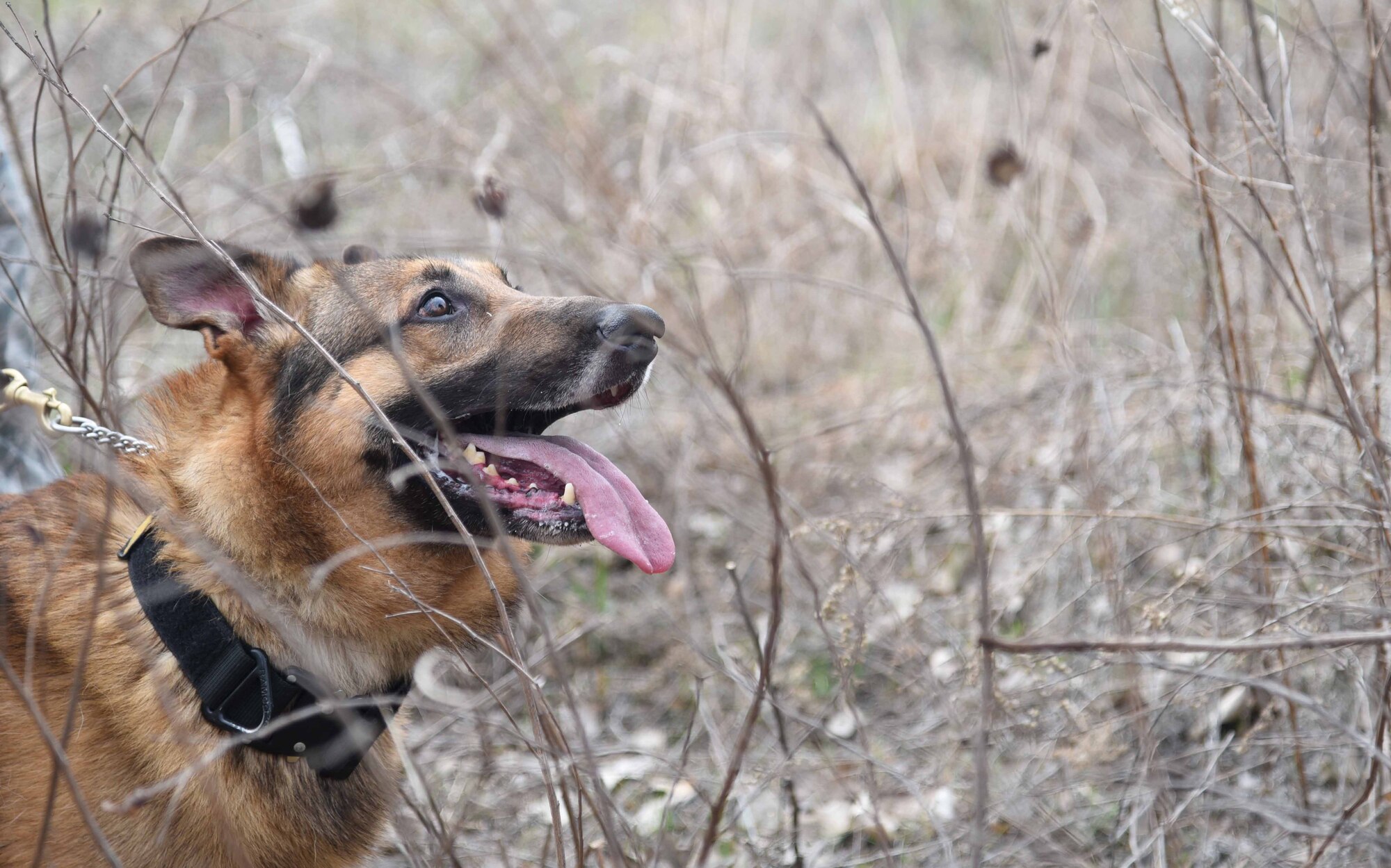 Iras, a 22nd Security Forces Squadron military working dog, remains alert after apprehending a suspect during scout training March 23, 2017, at McConnell Air Force Base, Kan. Iras, a Belgian Malinois, is one of eight MWDs at McConnell. (U.S. Air Force photo/Airman 1st Class Erin McClellan)
