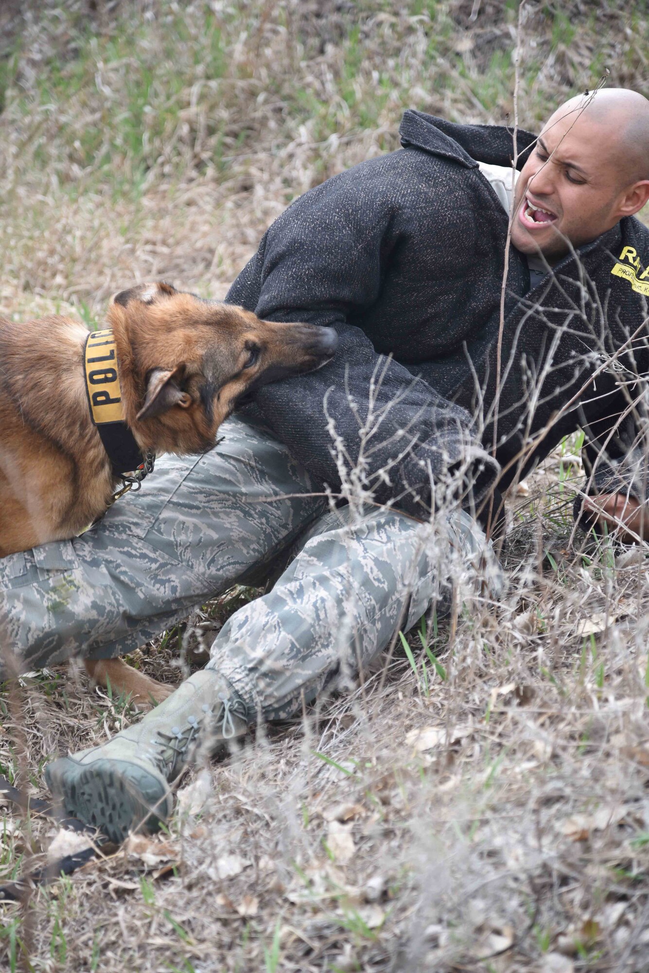 Staff Sgt. Elvin Jose, 22nd Security Forces Squadron military working dog handler, is bitten by Iras, an MWD, during a scout training session March 23, 2017, at McConnell Air Force Base, Kan. Jose wore a bite suit to protect himself from being injured. (U.S. Air Force photo/Airman 1st Class Erin McClellan)