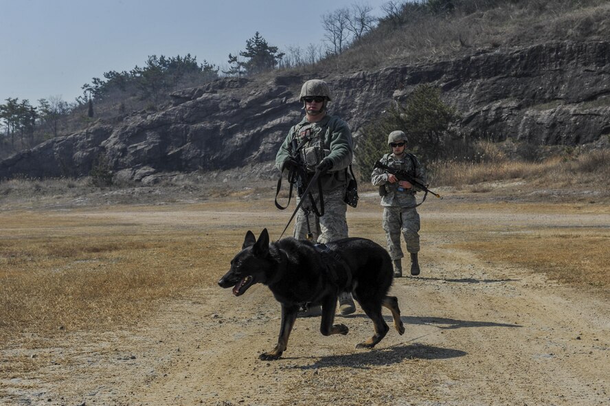U.S. Air Force Staff Sgt. Todd Richey, 8th Security Forces Squadron military working dog handler, guides his K-9 to specific areas to detect simulated bombs during a field training exercise at Kunsan Air Base, Republic of Korea, March 17, 2017. Military working dogs participate in this training by leading security forces members through areas that have been cleared of explosives.  (U.S. Air Force photo by Senior Airman Colville McFee/Released)