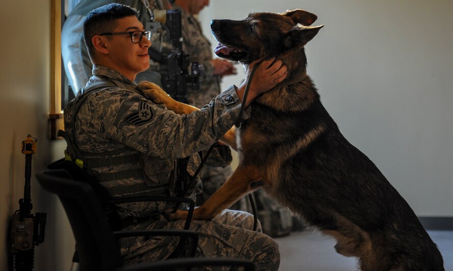 U.S. Air Force Staff Sgt. Lucas Medelez, 8th Security Forces Squadron military working dog handler, scratches his K-9 before receiving a mission brief during a field training exercise at Kunsan Air Base, Republic of Korea, March 17, 2017. Military working dogs participate in this training by leading security forces members through areas that have been cleared of explosives. Military working dogs are trained to be able to detect many hazards, to include bombs. (U.S. Air Force photo by Senior Airman Colville McFee/Released)