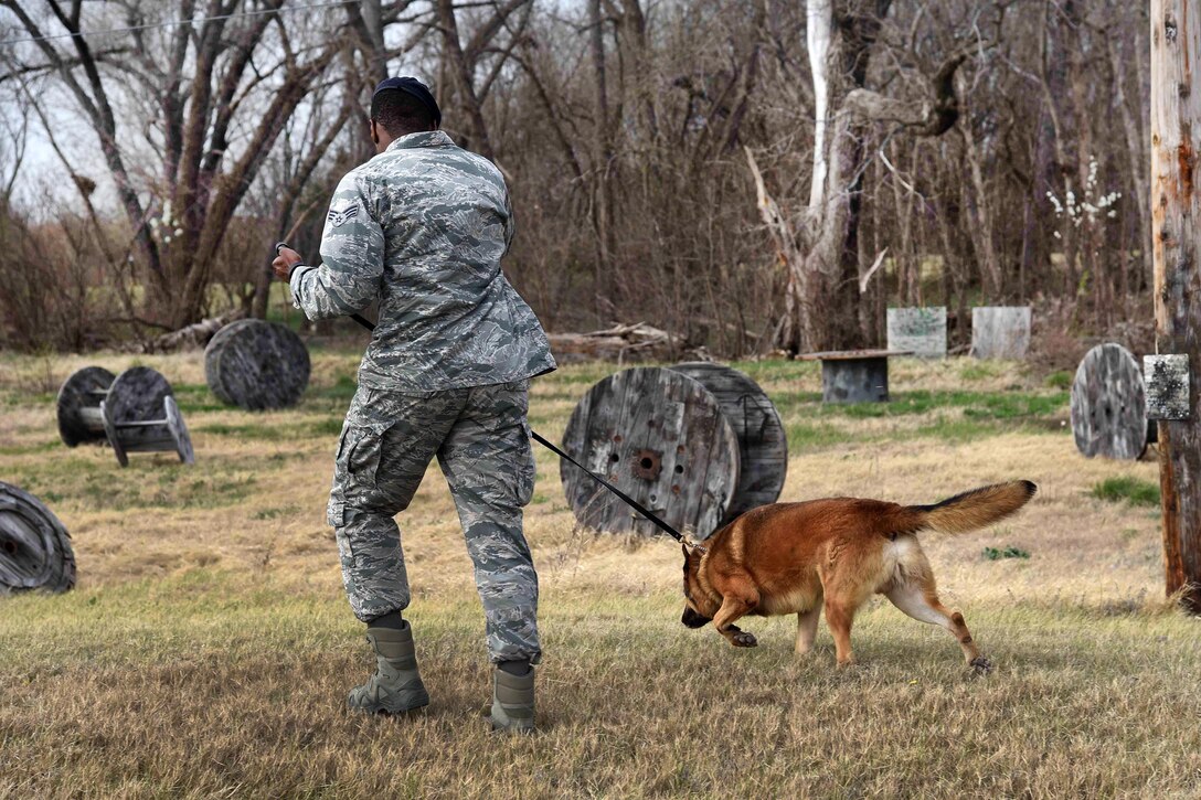 Air Force Senior Airman Brandon Proctor and Iras, a military working dog, perform scout training at McConnell Air Force Base, Kan., March 23, 2017. Proctor is a military working dog handler assigned to the 22nd Security Forces Squadron. The training prepares the dogs to be able to locate a suspect who flees into a wooded area. Air Force photo by Airman 1st Class Erin McClellan