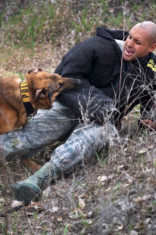 Air Force Staff Sgt. Elvin Jose is bitten by Iras, a military working dog, after being taken down during scout training at McConnell Air Force Base, Kan., March 23, 2017. Jose is a military working dog handler assigned to the 22nd Security Forces Squadron. Air Force photo by Airman 1st Class Erin McClellan