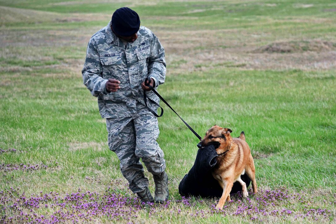 Air Force Senior Airman Brandon Proctor walks with Iras, a military working dog, as he proudly drags the bite suit that was used during scout training at McConnell Air Force Base, Kan., March 23, 2017. Proctor is a military working dog handler assigned to the 22nd Security Forces Squadron. Iras was allowed to carry the jacket as a reward for doing well. Air Force photo by Airman 1st Class Erin McClellan 