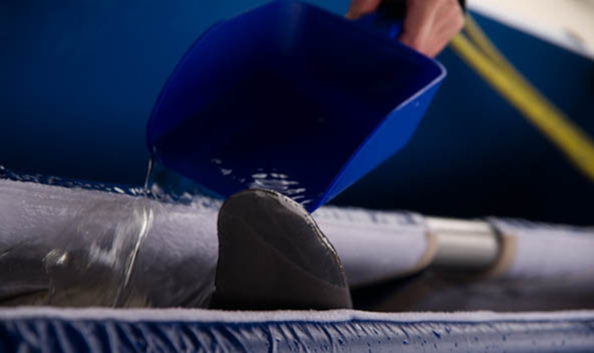 Water is poured over a dolphin from the U.S. Navy’s Marine Mammal Program, while being loaded aboard a C-17 Globemaster III operated by the 446th Airlift Wing March 13, 2017. The dolphins were being transported from San Diego to Key West, Florida. (U.S. Air Force photo by David L. Yost)