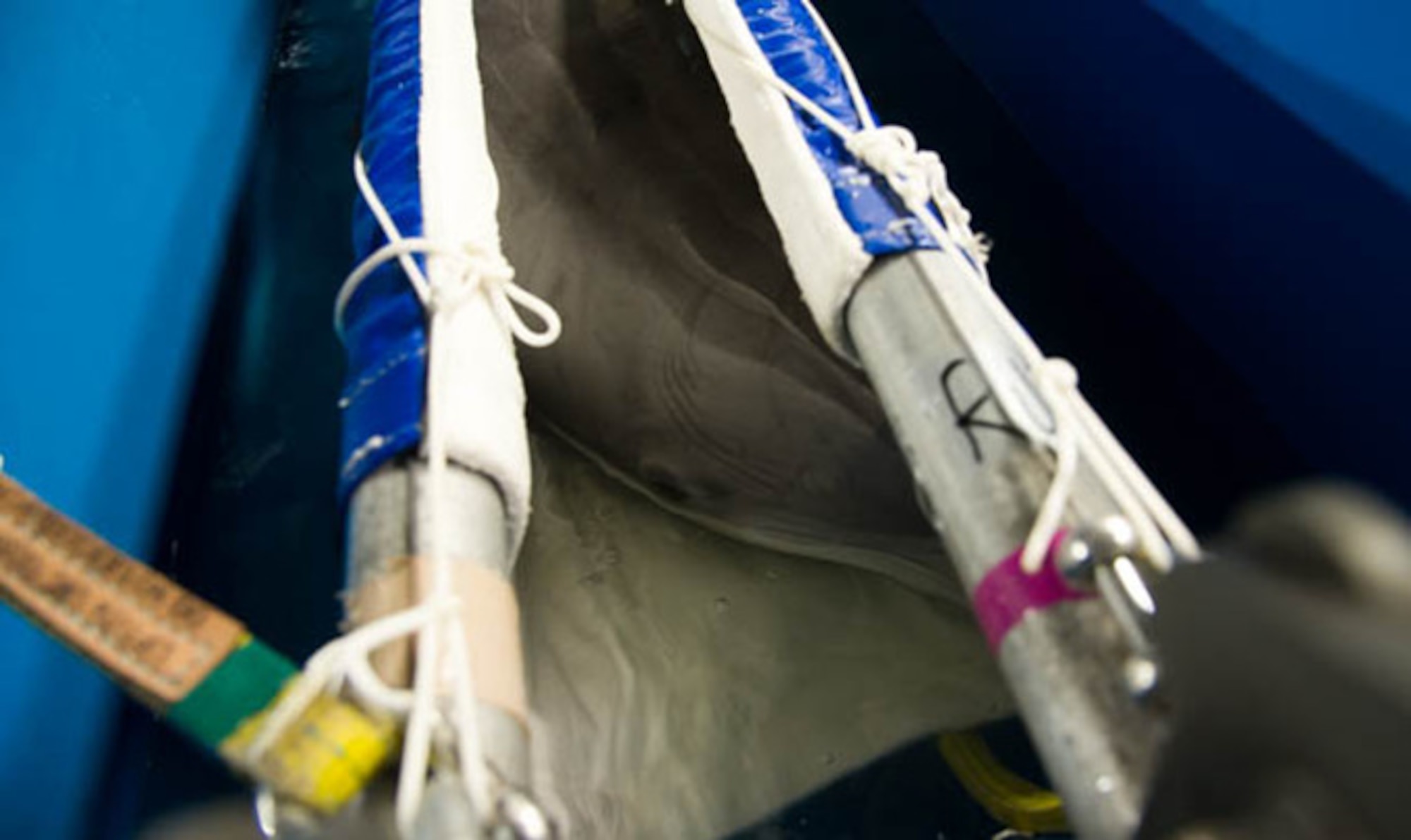 A dolphin from the U.S. Navy’s Marine Mammal Program is loaded aboard a C-17 Globemaster III operated by the 446th Airlift Wing March 13, 2017. The dolphins perform underwater surveillance and object detection. (U.S. Air Force photo by David L. Yost)