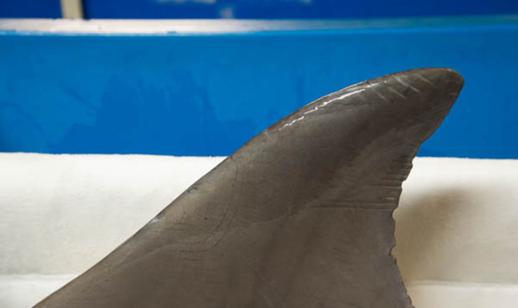 A dolphin from the U.S. Navy’s Marine Mammal Program flies aboard a C-17 Globemaster III operated by the 446th Airlift Wing March 13, 2017. The dolphins perform underwater surveillance and object detection. (U.S. Air Force photo by David L. Yost)