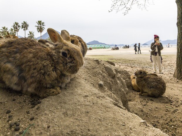 A group of rabbits rest near the beach at Okunoshima, or “Rabbit Island,” Japan, March 25, 2017. The island is home to hundreds of wild rabbits that visitors are allowed to feed and pet, and has the standing remains of buildings used by the Japanese Imperial Army to create chemical weapons during World War II. Service members from Marine Corps Air Station Iwakuni took a free bus ride to the island courtesy of the Single Marine Program. (U.S. Marine Corps photo by Lance Cpl. Carlos Jimenez)