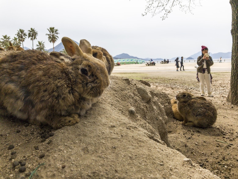 A group of rabbits rest near the beach at Okunoshima, or “Rabbit Island,” Japan, March 25, 2017. The island is home to hundreds of wild rabbits that visitors are allowed to feed and pet, and has the standing remains of buildings used by the Japanese Imperial Army to create chemical weapons during World War II. Service members from Marine Corps Air Station Iwakuni took a free bus ride to the island courtesy of the Single Marine Program. (U.S. Marine Corps photo by Lance Cpl. Carlos Jimenez)