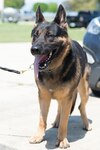 "Kvido",Border Patrol K9, returns to fit-for-duty status after a 'first-of-its-kind' surgery to repair the degenerative lumbosacral stenosis performed by Dr. James Giles of the South Texas Veterinary Specialist in San Antonio, Texas.  Prior to this type of surgery, dogs with his particular condition would have been retired from service. (U.S. Air Force photo by Andrew Peterson)