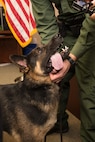 "Kvido",Border Patrol K9, returns to fit-for-duty status after a 'first-of-its-kind' surgery to repair the degenerative lumbosacral stenosis performed by Dr. James Giles of the South Texas Veterinary Specialist in San Antonio, Texas. His post-operative rehab was performed by the DOD Military Working Dog Veterinary Service. Prior to this type of surgery, dogs with his particular condition would have been retired from service. (U.S. Air Force photo by Andrew Patterson)