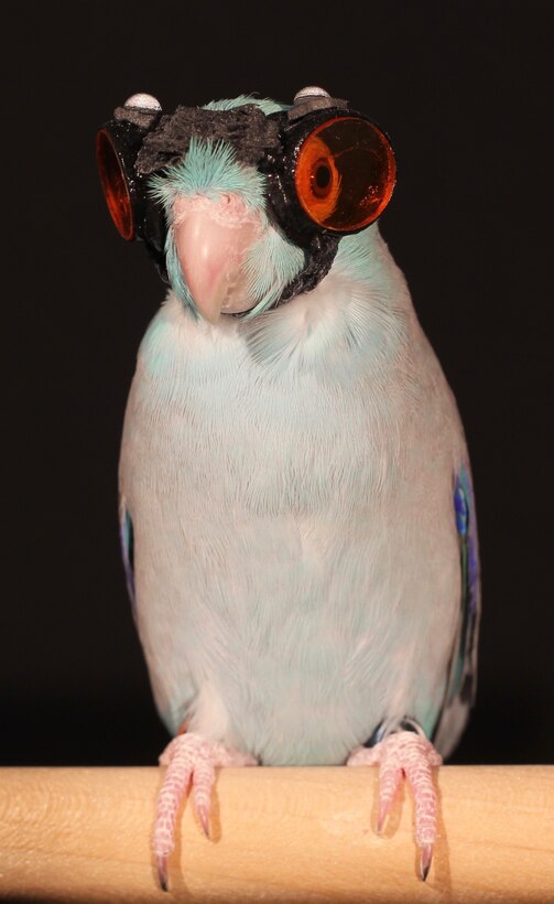 A parrotlet named Obie is outfitted with protective goggles during Office of Naval Research-sponsored testing at California’s Stanford University, April 18, 2017. Researchers there recently found a new way to precisely measure the vortices created by birds' wings during flight. The results shed greater light on how these creatures produce enough lift to fly -- and challenge the accuracy of three aerodynamics models long used to predict animal flight. Navy photo courtesy of Lentink Lab, Stanford University