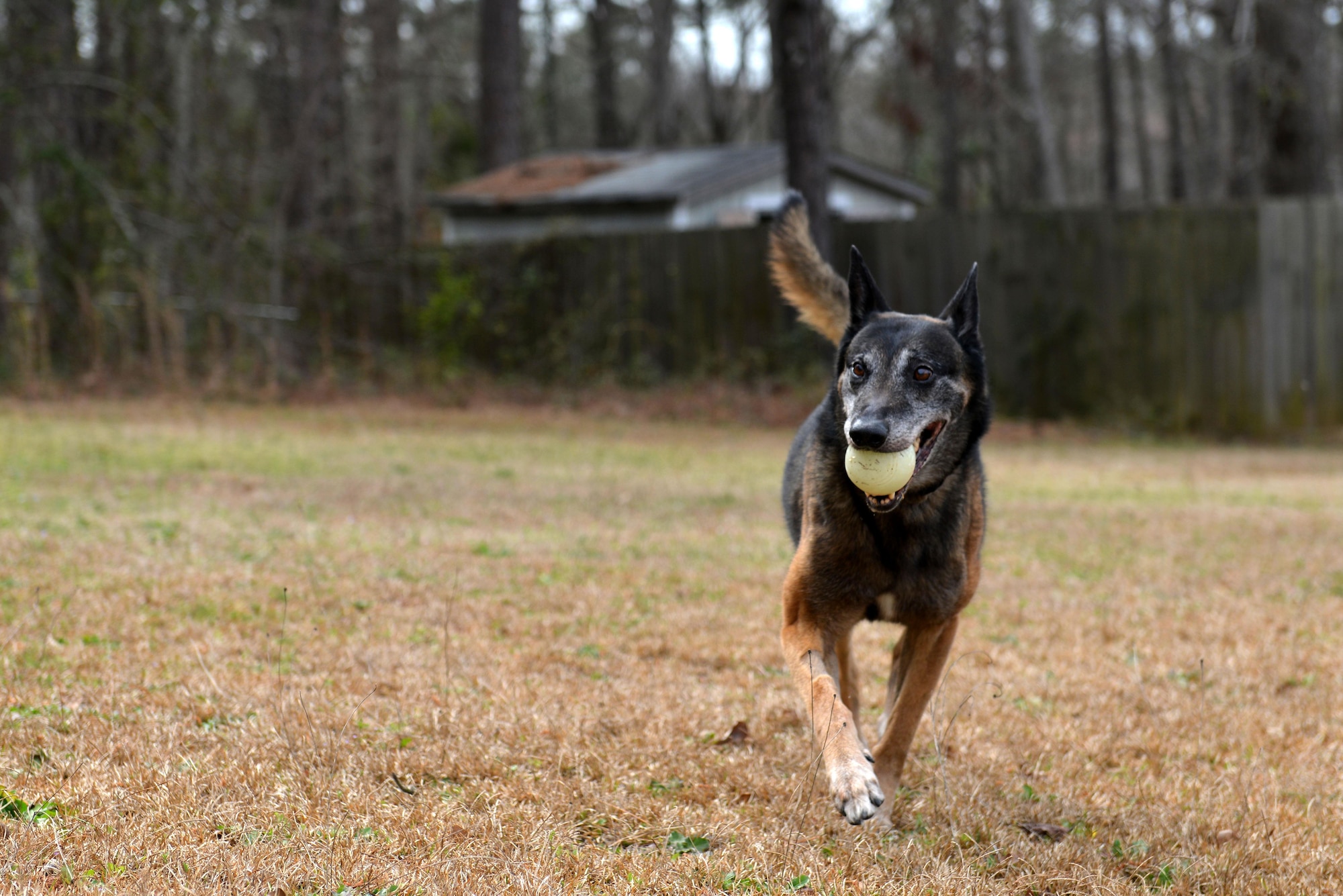 Jony, a retired military working dog, plays outside his new home in Sumter, S.C., March 22, 2017. After a nine-year career as an explosives-certified patrol dog, Jony’s first handler adopted him. (U.S. Air Force photo by Airman 1st Class Destinee Sweeney)