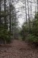 The Sparkleberry Trail meanders through deeply wooded areas March 29, 2017, on Columbus Air Force Base, Mississippi. There are many different types of plant life along the trail. 