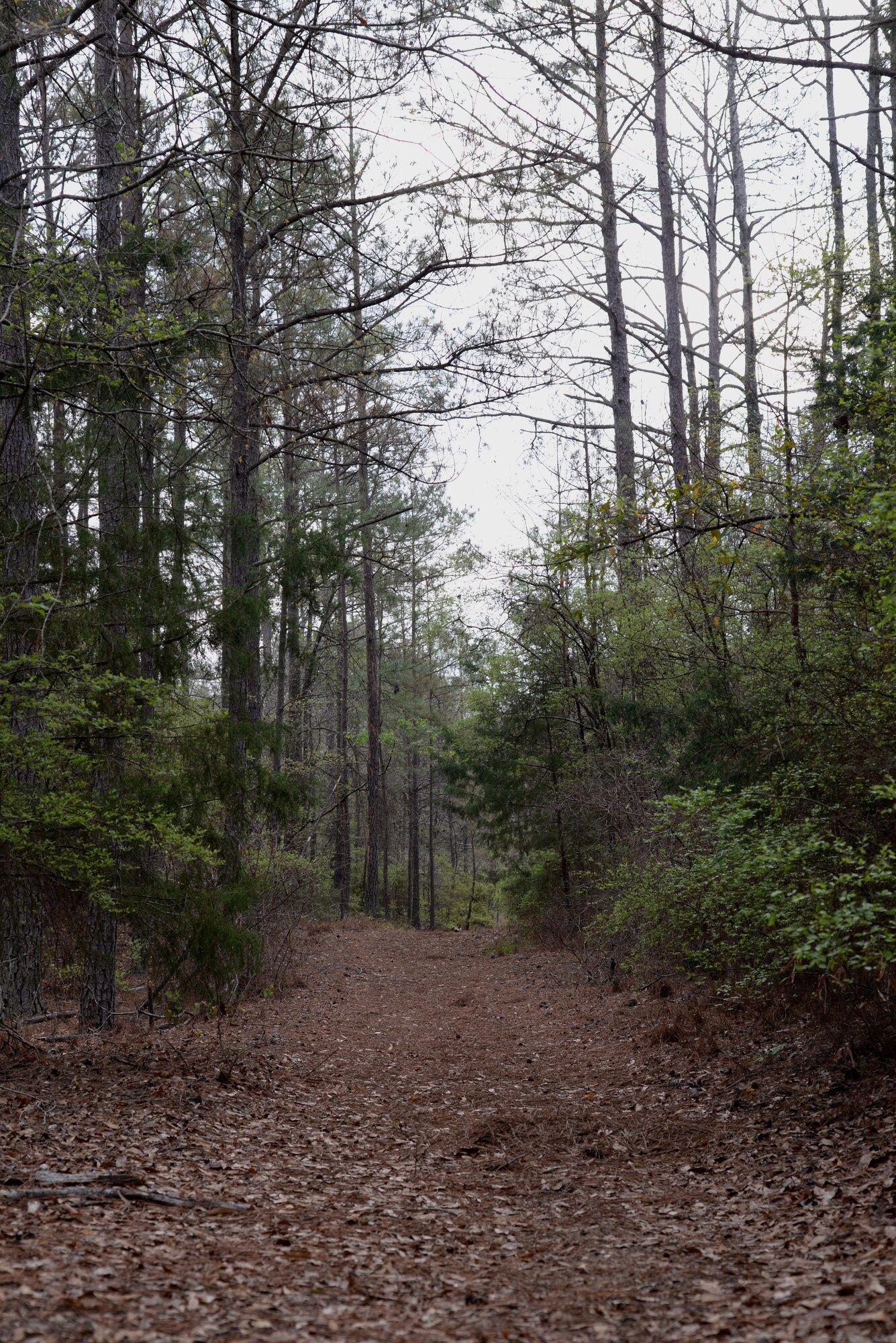 The Sparkleberry Trail meanders through deeply wooded areas March 29, 2017, on Columbus Air Force Base, Mississippi. There are many different types of plant life along the trail. 
