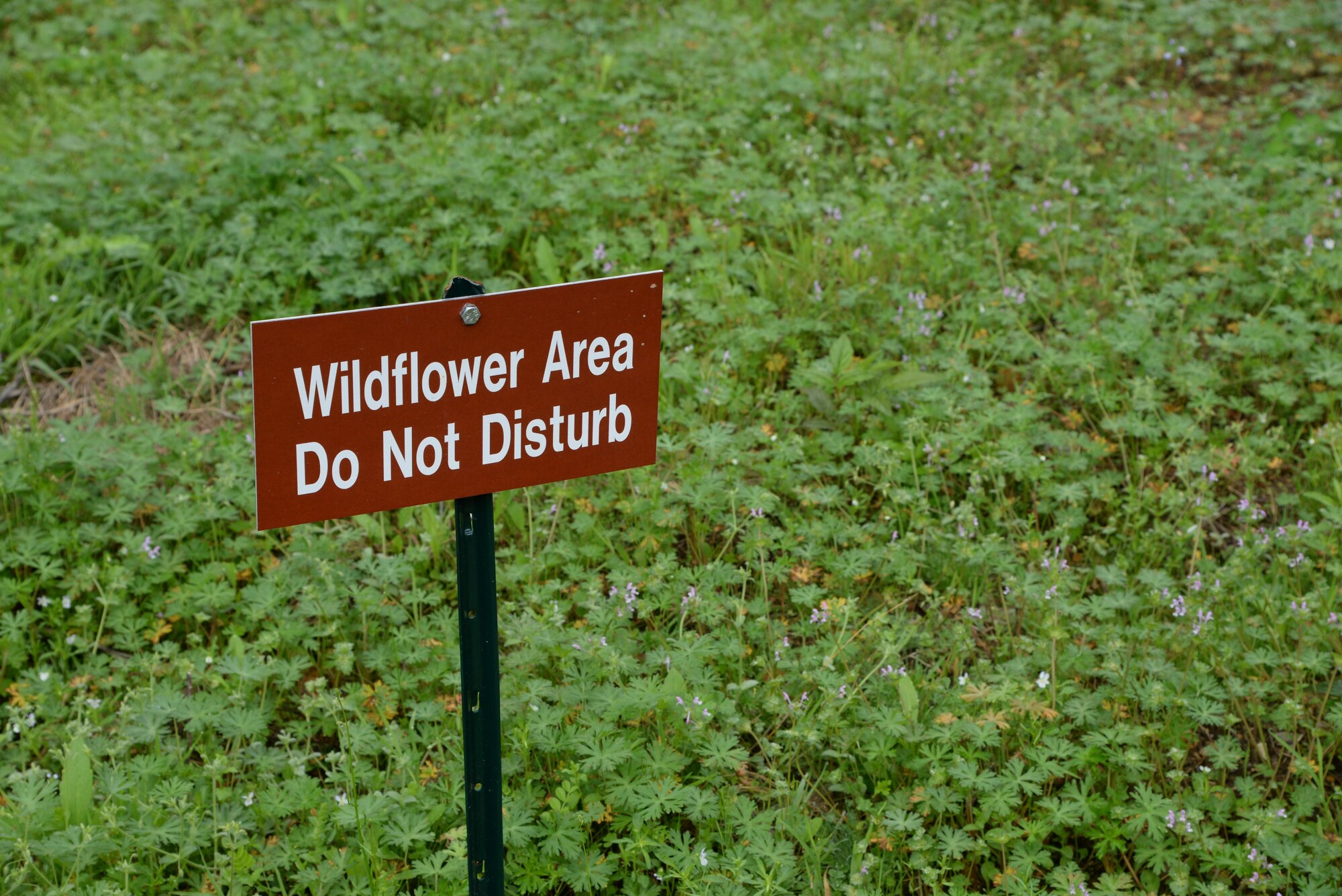 A plot of land is reserved for a wildflower sanctuary March 29, 2017, on Columbus Air Force Base, Mississippi. Visitors can see many different flora along the trails but are asked to not disturb the environment. 