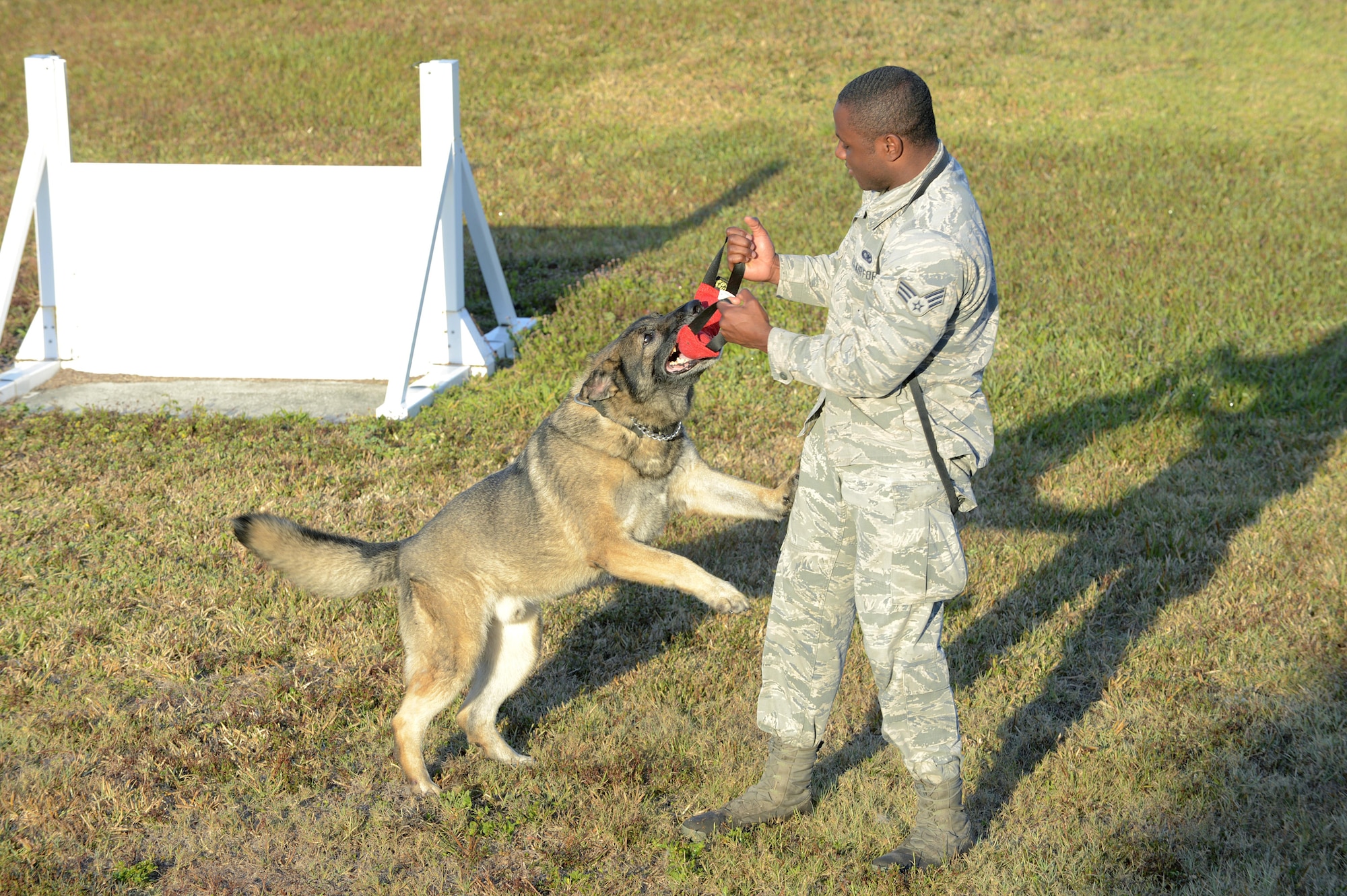 U.S. Air Force Senior Airman Dameion Morris, military working dog (MWD) handler assigned to the 6th Security Forces Squadron, plays tug-a-war with his MWD, Zoran, at MacDill Air Force Base, Fla., March 29, 2017. Zoran retired after seven years of service, and will go to Mission K-9 in Houston, Texas to live out his retirement. (U.S. Air Force photo by Senior Airman Tori Schultz)