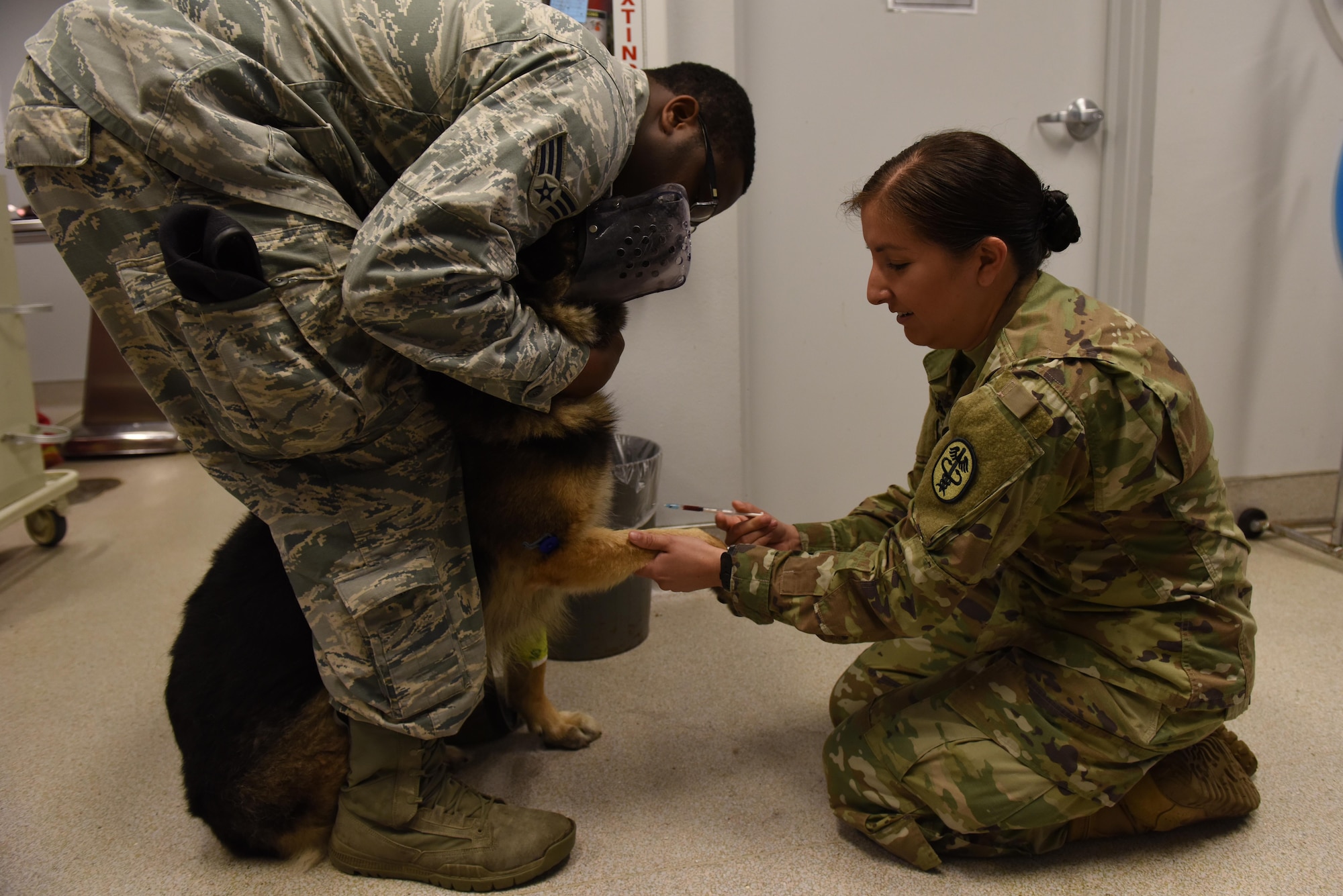 U.S. Army Capt. Sarah Merriday, right, Public Health Activity Veterinary Corps officer, draws blood from Military Working Dog Jeck for a check-up April 18, 2017, at Little Rock Air Force Base, Ark. The Little Rock AFB Veterinary Treatment Facility personnel are the primary care managers for MWDs on base. (U.S. Air Force photo by Senior Airman Mercedes Taylor)