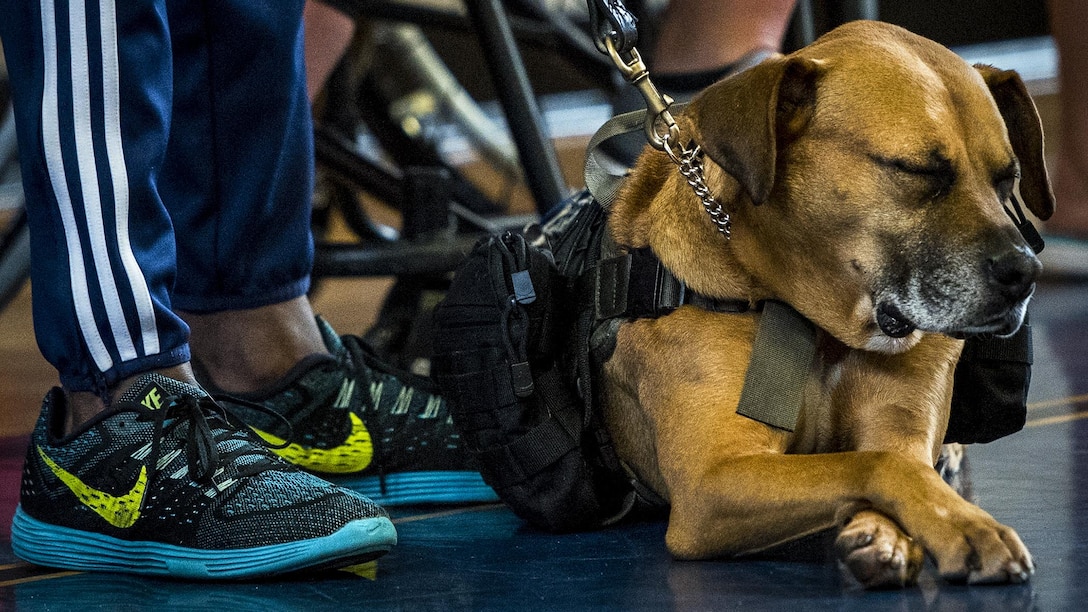 A wounded warrior’s service dog surrenders to a short nap on the final day of the Air Force training camp at Eglin Air Force Base, Fla., April 28, 2017. The camp is the last team practice session before the yearly Warrior Games competition in June. Air Force photo by Samuel King Jr.