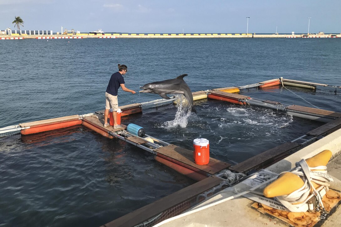 A trainer with the U.S. Navy Marine Mammal Program works with Constellation, an Atlantic bottlenose dolphin, during training in Truman Harbor at Naval Air Station Key West, Fla., April 26, 2017. The program is in Key West to maintain the mobility of its expeditionary Marine Mammal System to detect and mark the location of mine-like objects on the ocean bottom. Navy photo by Trice Denny