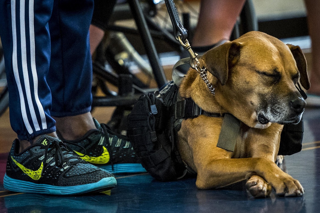 A wounded warrior’s service dog surrenders to a short nap on the final day of the Air Force training camp at Eglin Air Force Base, Fla., April 28, 2017. The camp is the last team practice session before the yearly Warrior Games competition in June. Air Force photo by Samuel King Jr.